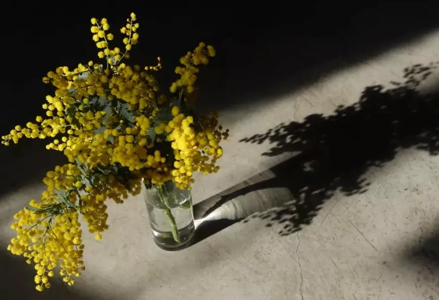 花瓶に立てられたミモザの花